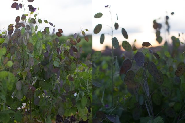 Money plant in field